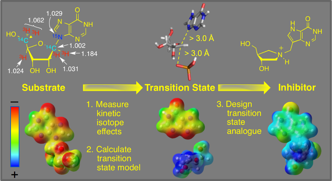 Transition-state-analogues